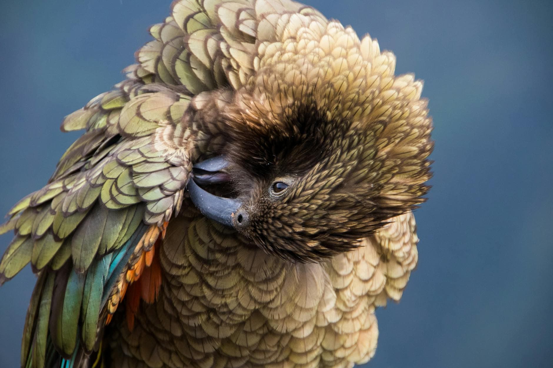 When parrot preening signals stress, illness, or feather damage