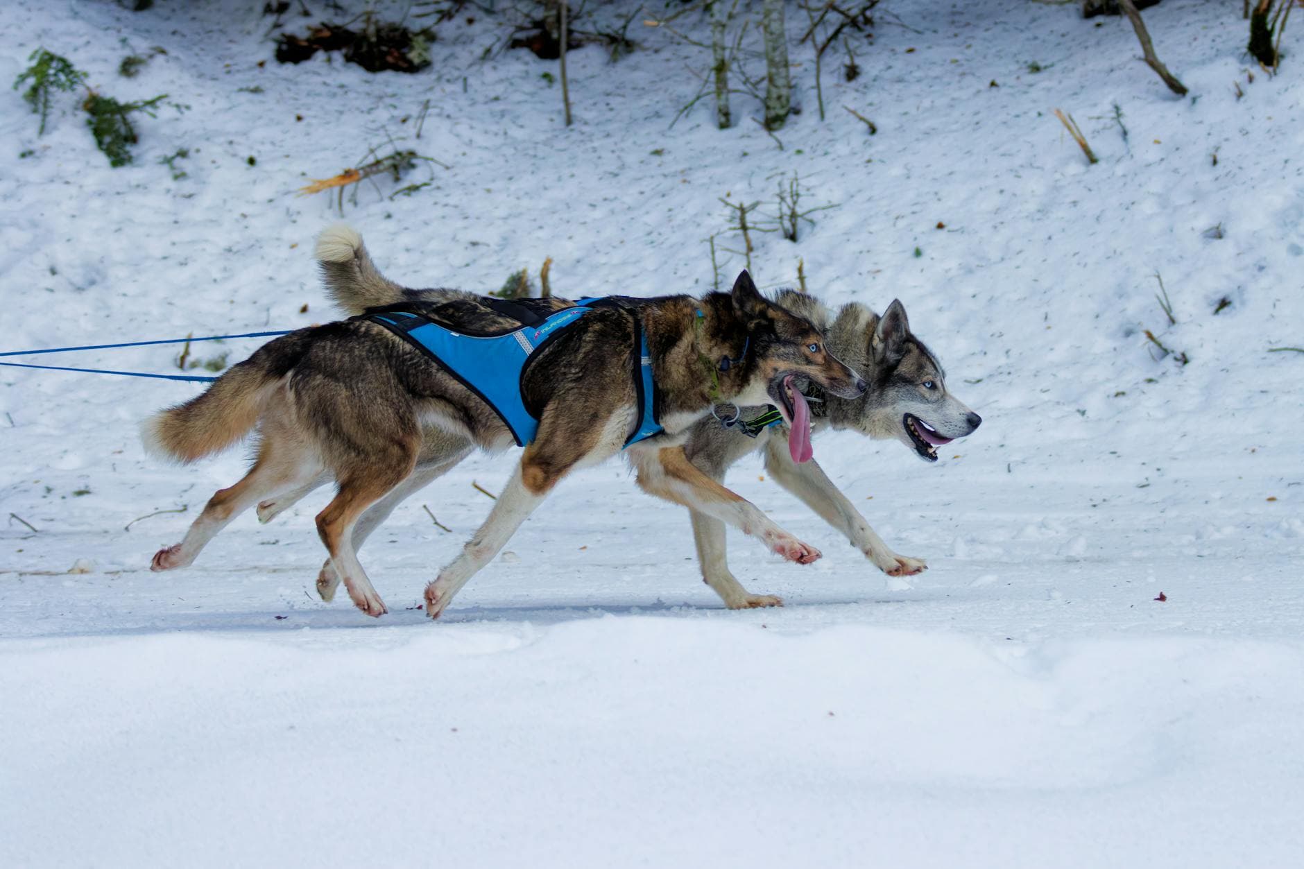 Carrollton opens registration for Tails & Trails 5K on June 6