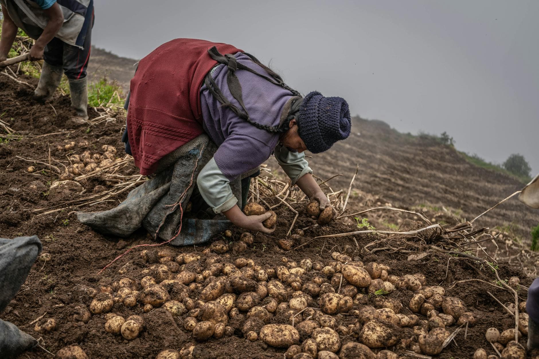 Andean Peruvians evolved a starch-digesting gene for potato diets