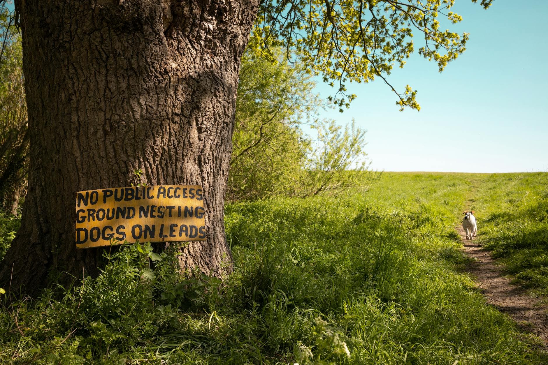 Buena Vista County Conservation launches monthly Barks and Blooms hikes