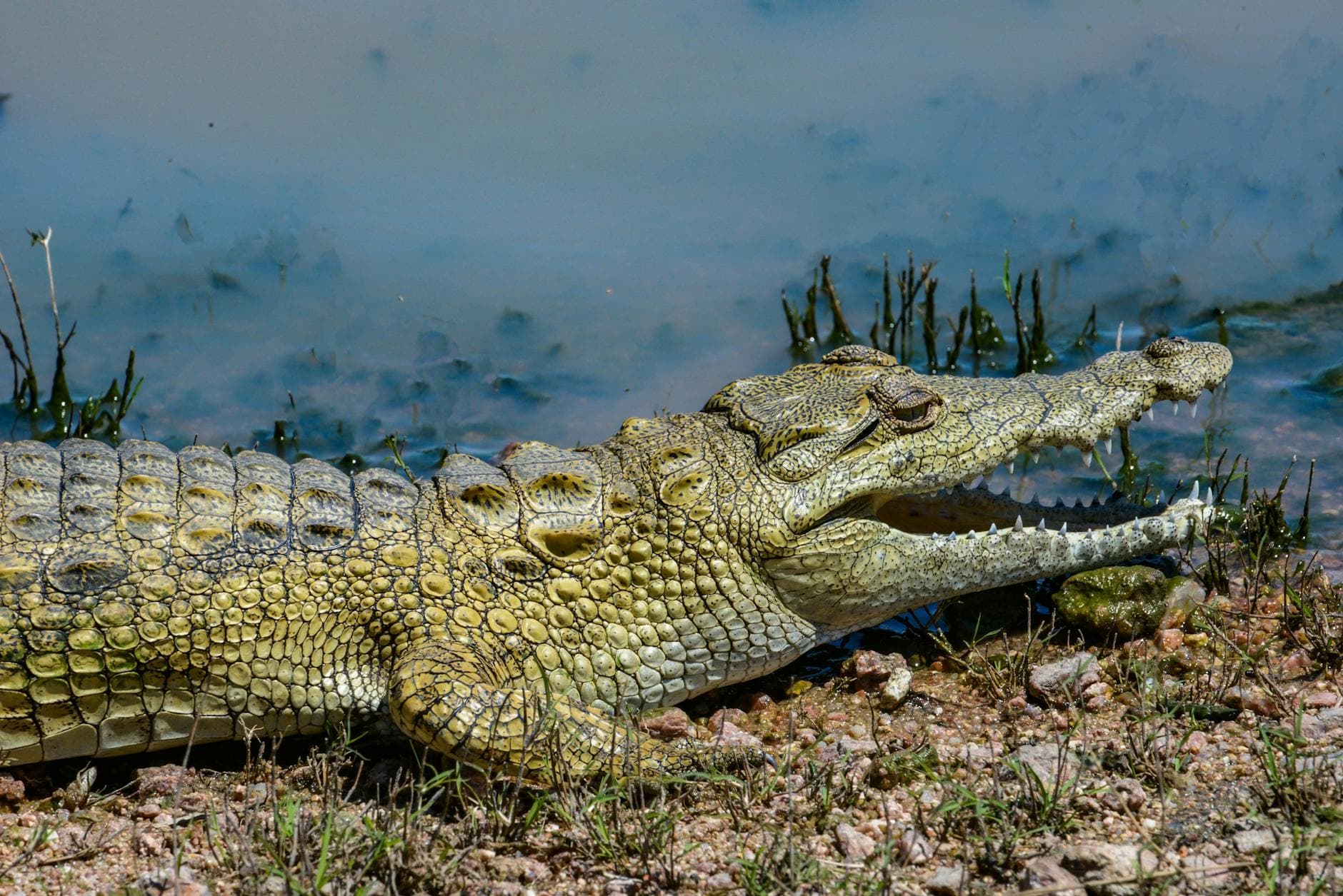 South African officer lowered into crocodile river to recover remains