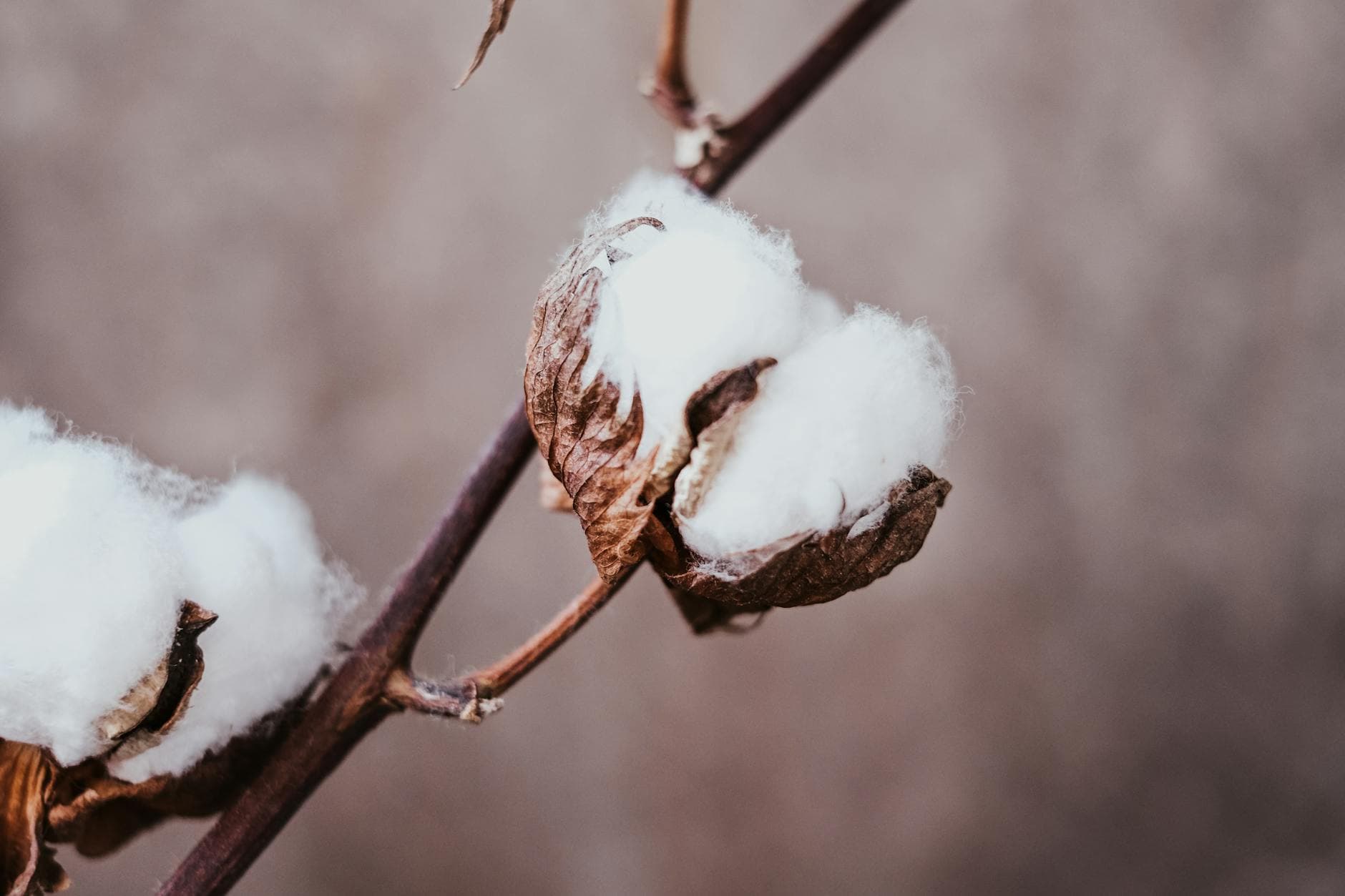 eco-conscious clothing brands using organic cotton and upcycled materials