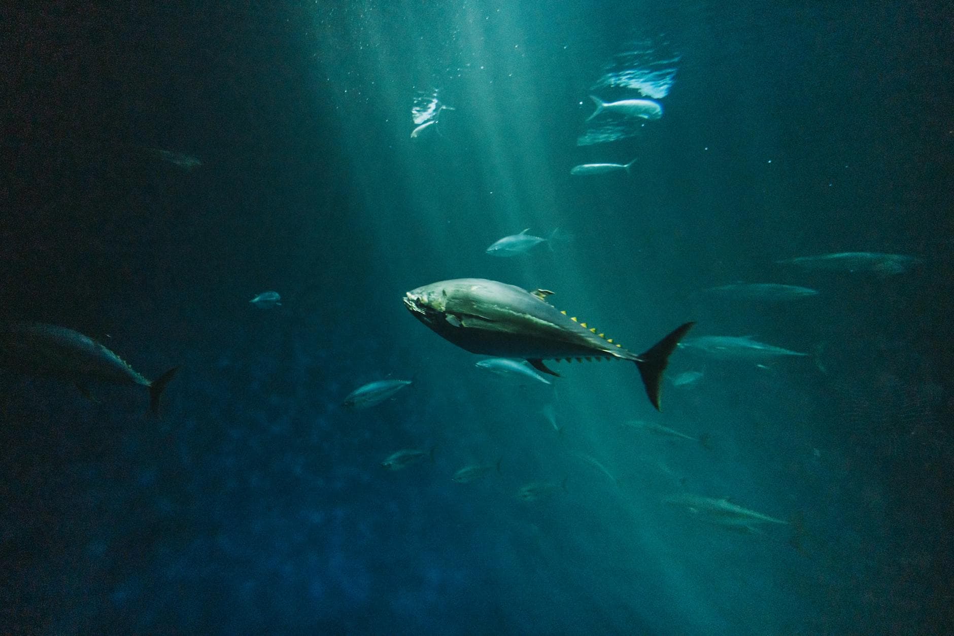 Mercury Bay club promotes free Southern Bluefin Tuna safety seminar