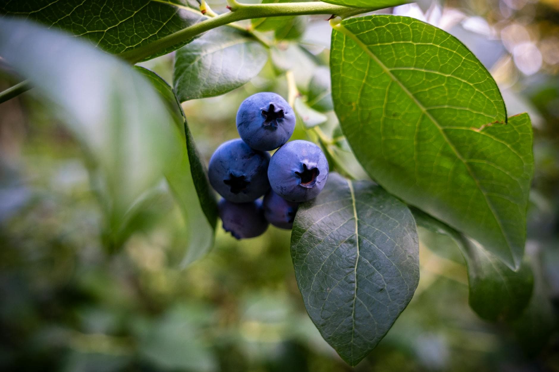 Hernando County Blueberry Festival draws crowds despite cancellation rumors