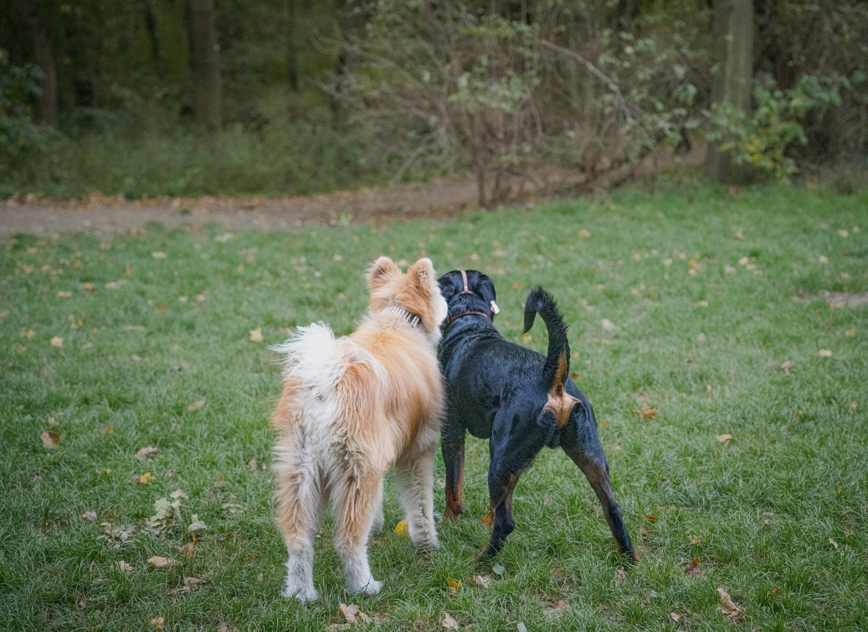 Outagamie County opens Bark & Recreation dog park in Appleton