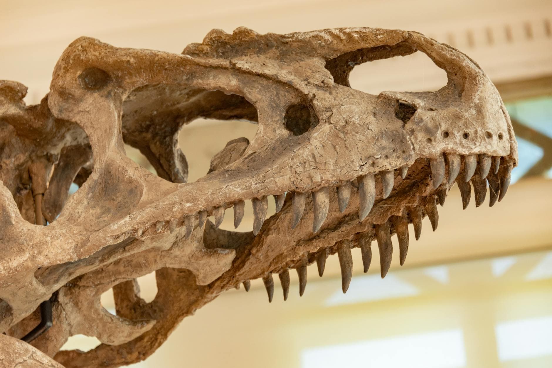 New study links T rex tiny arms to powerful jaws