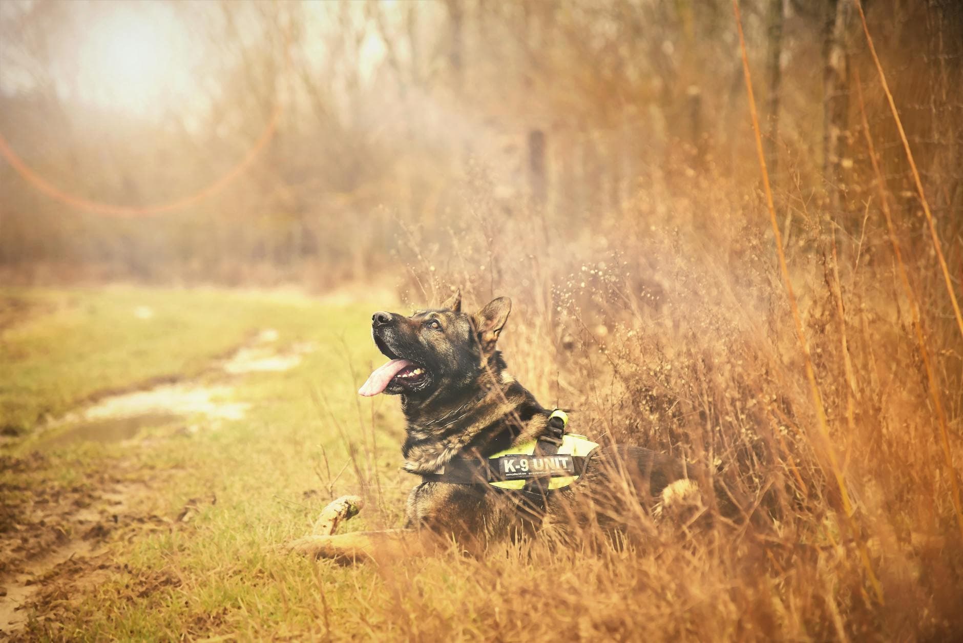 North Dakota K-9 Bodhi wins national narcotics detection title