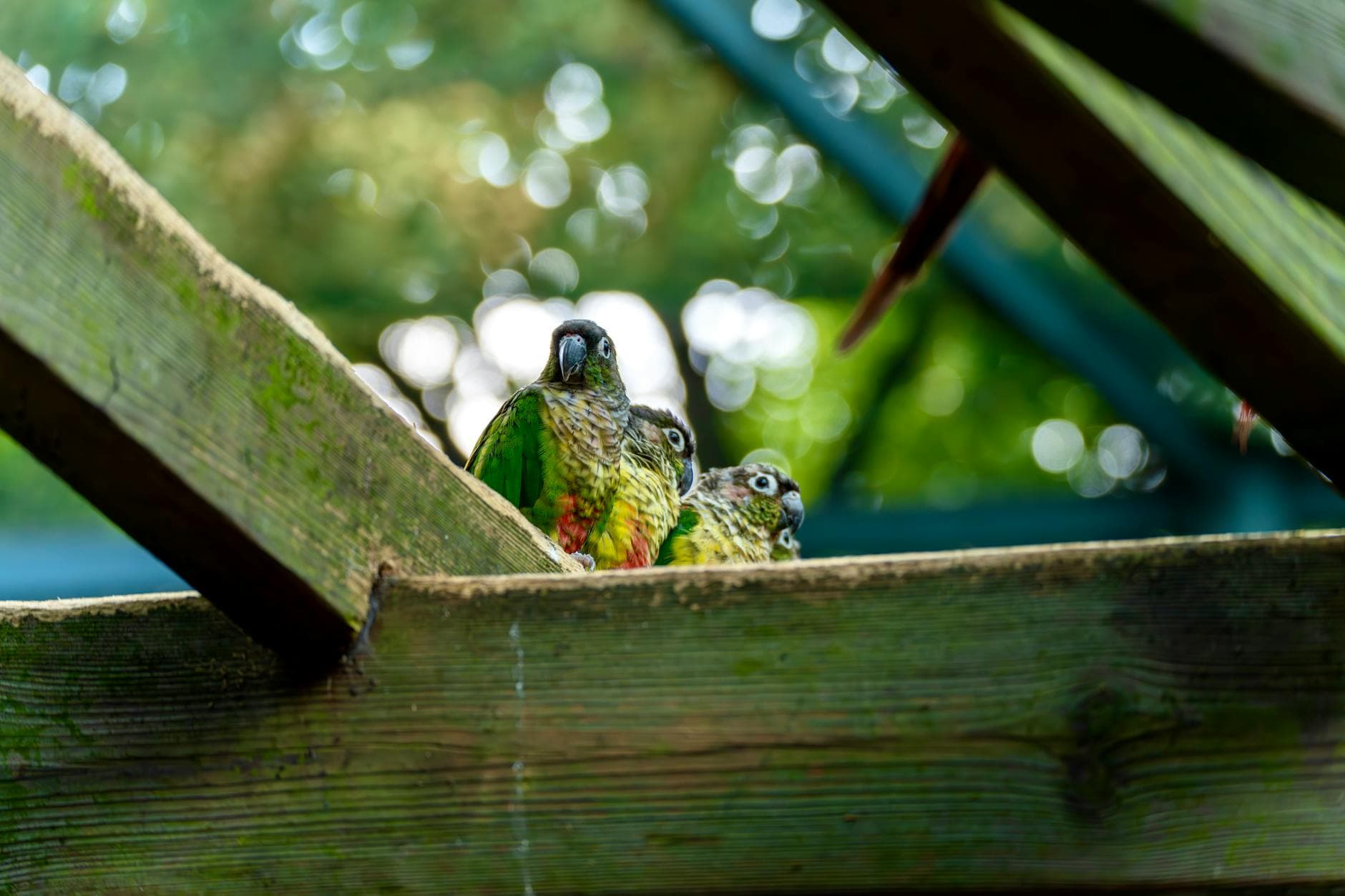 Parrot podcast spotlights hidden home dangers and safer routines