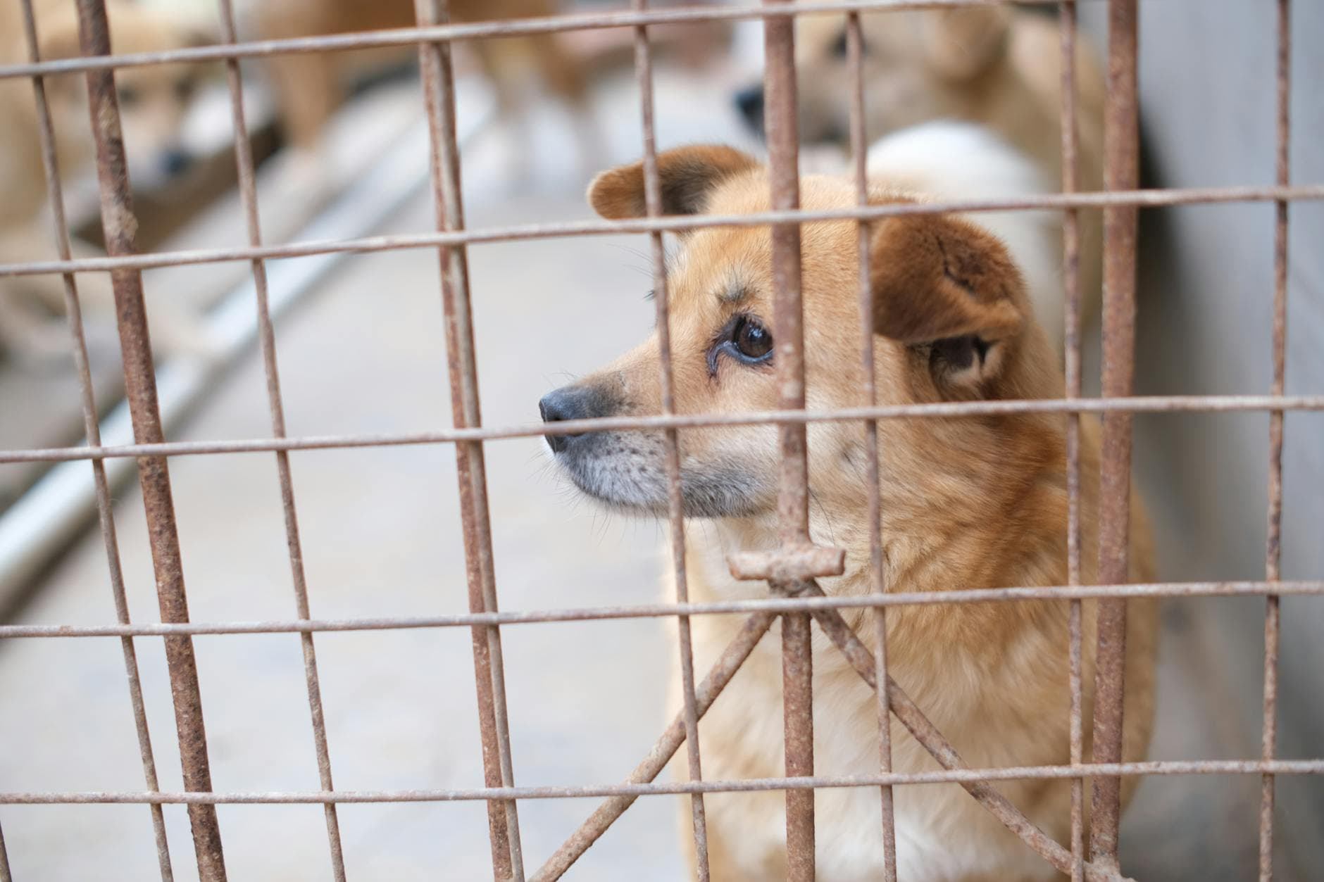 Sheriff’s affidavit says eight dead dogs found in Miranda rescue probe