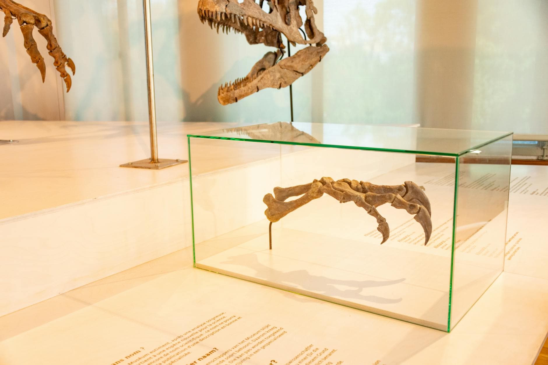 Pokémon Fossil Museum makes North American debut at Chicago's Field Museum
