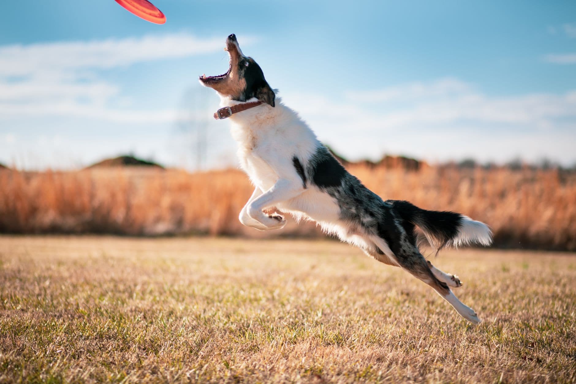 Skyhoundz posts 2026 DiscDogathon results, spotlighting global competition