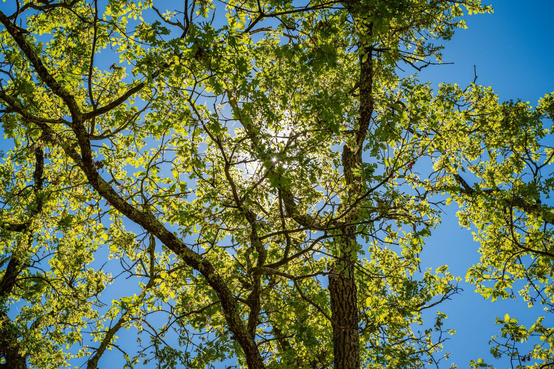 Study suggests forests may store less carbon than climate models assume