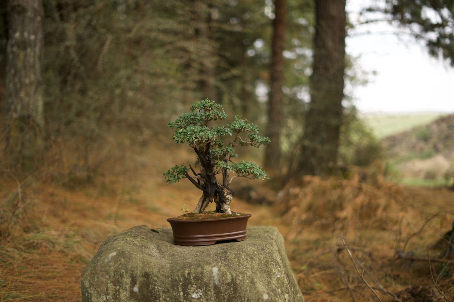 Swindon bonsai club promotes free Surrey Heath show on July 12