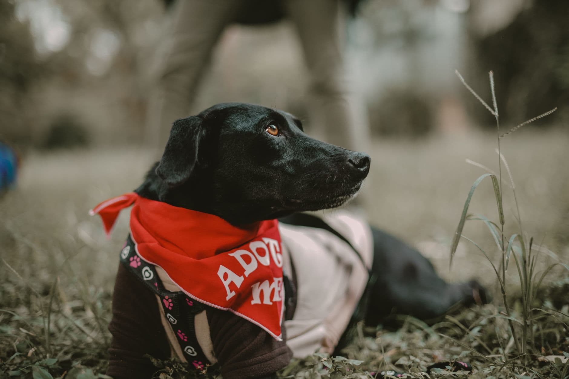 Norse Flora pairs puppy yoga and auction for adoption fundraiser