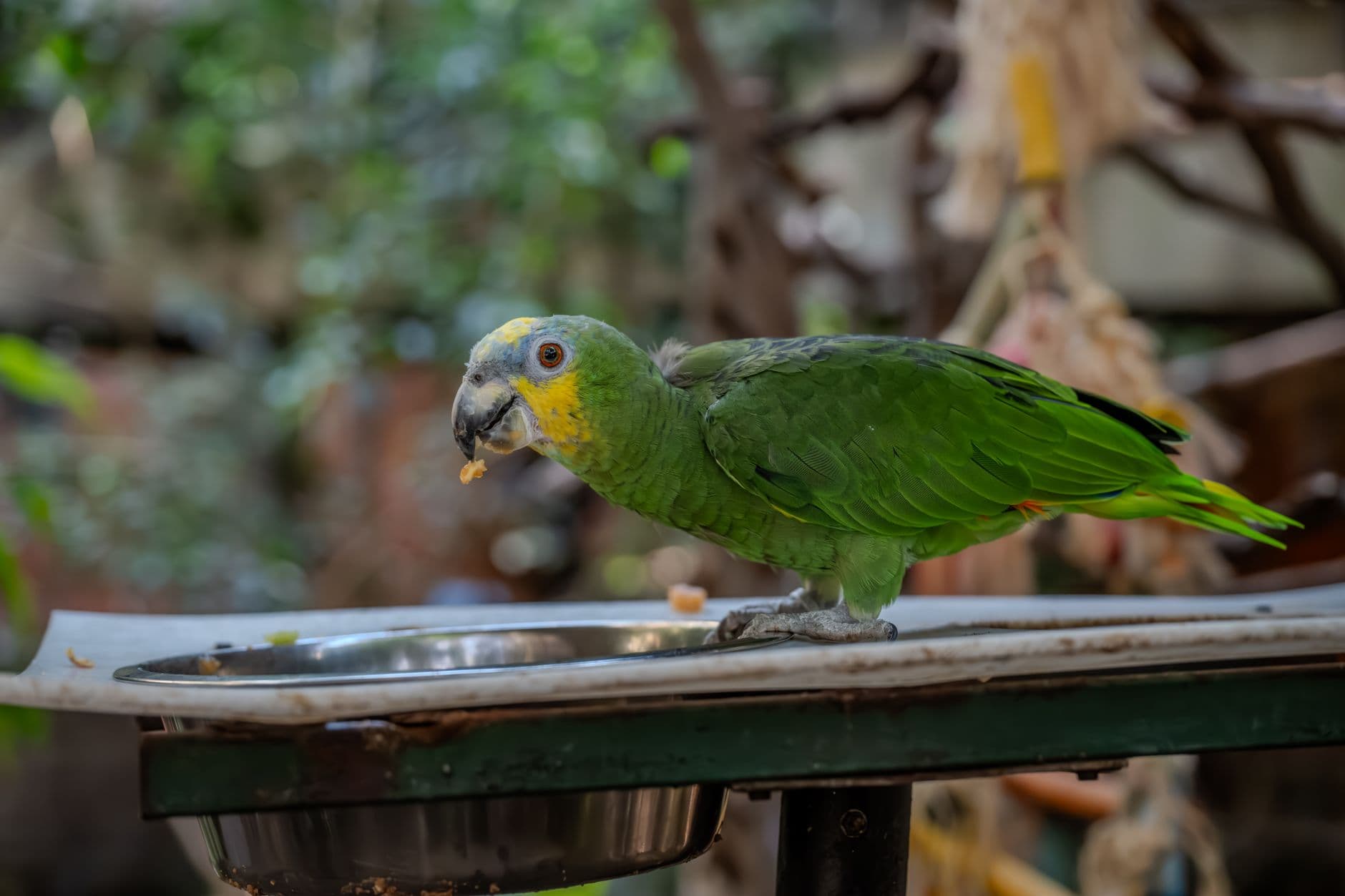 Species-specific diets, monitoring and slow transitions keep parrots healthy