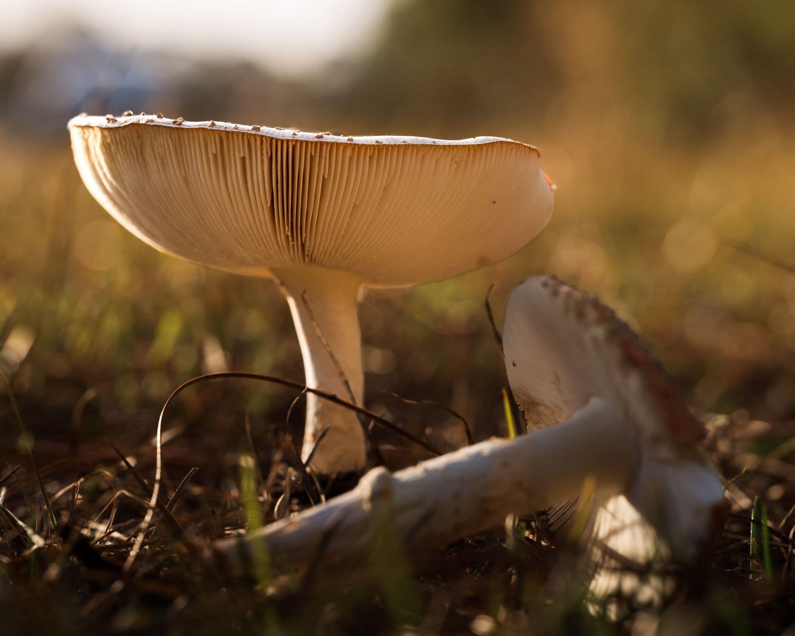 Philadelphia library hosts beginner talk on mushroom identification and ecology