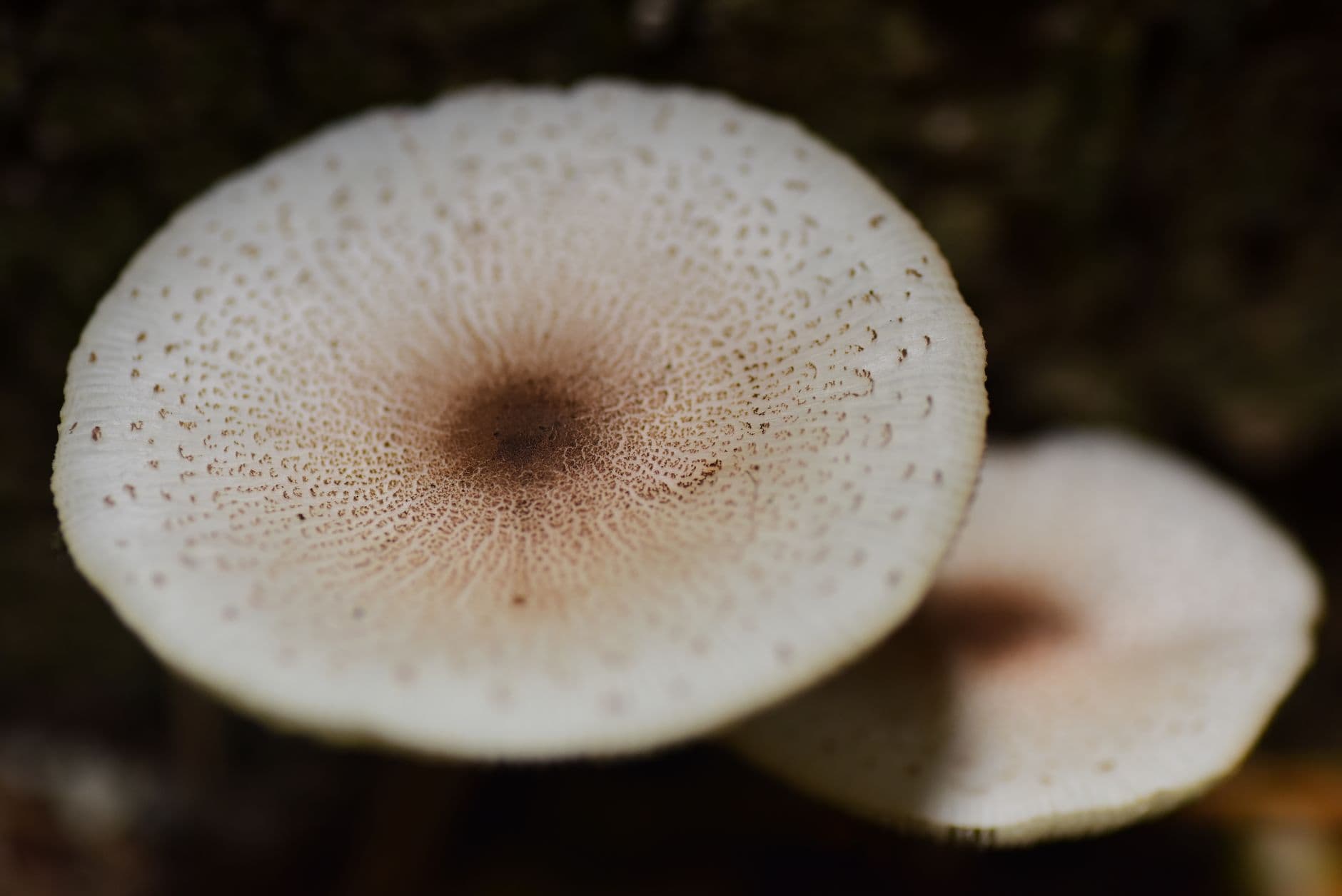 Toronto Pride bioblitz invites young QT2S+ BIPOCs to study fungi