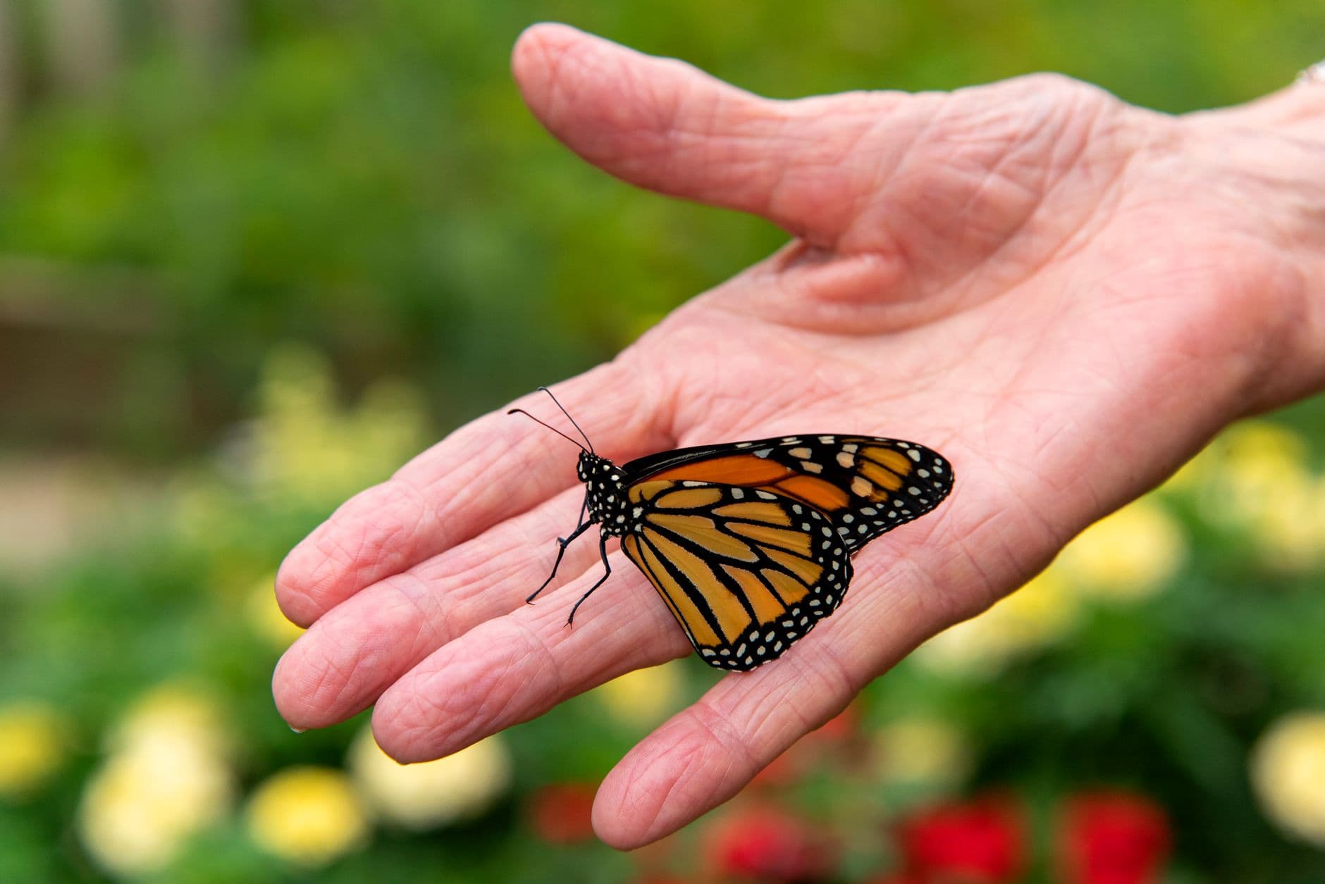 Community butterfly release returns to Coeur d’Alene memorial garden