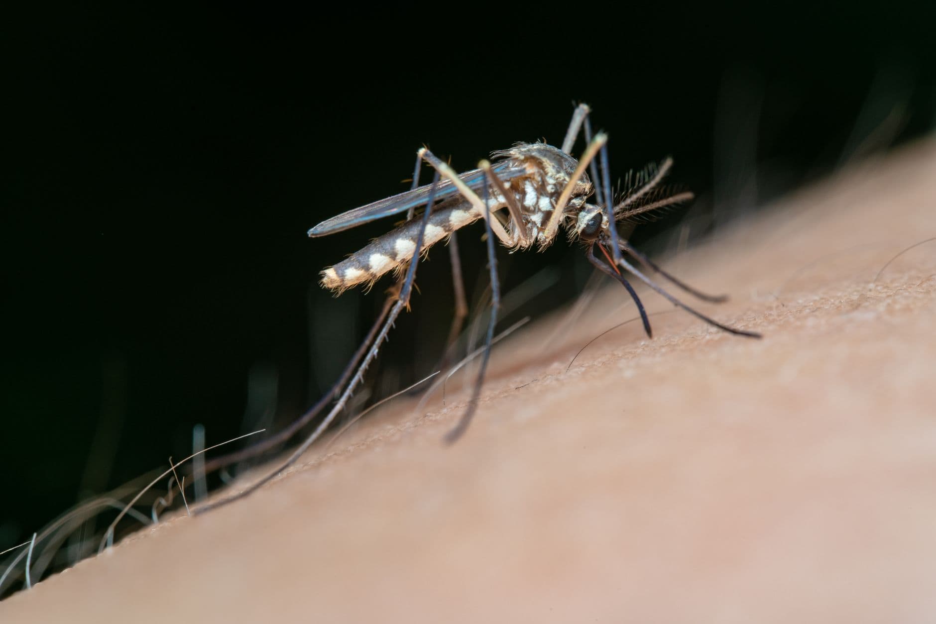 Albuquerque uses mosquito-eating fish to cut backyard breeding sites