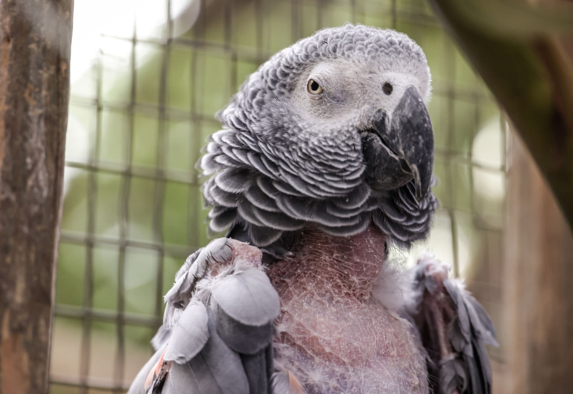 Parrot owner spots unusual white growths under African grey’s chin