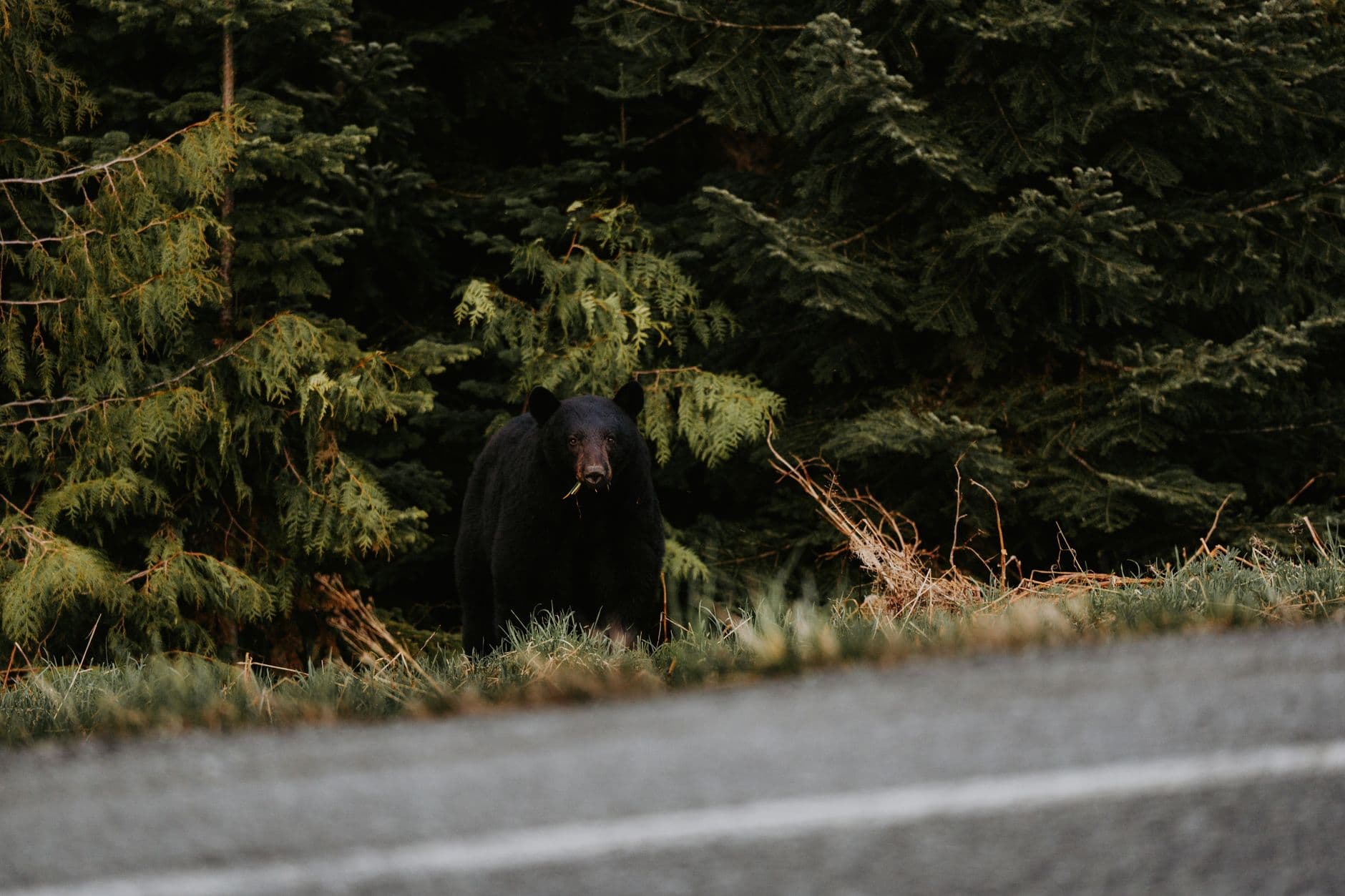 Northfork warns residents after bear spotted near old clinic