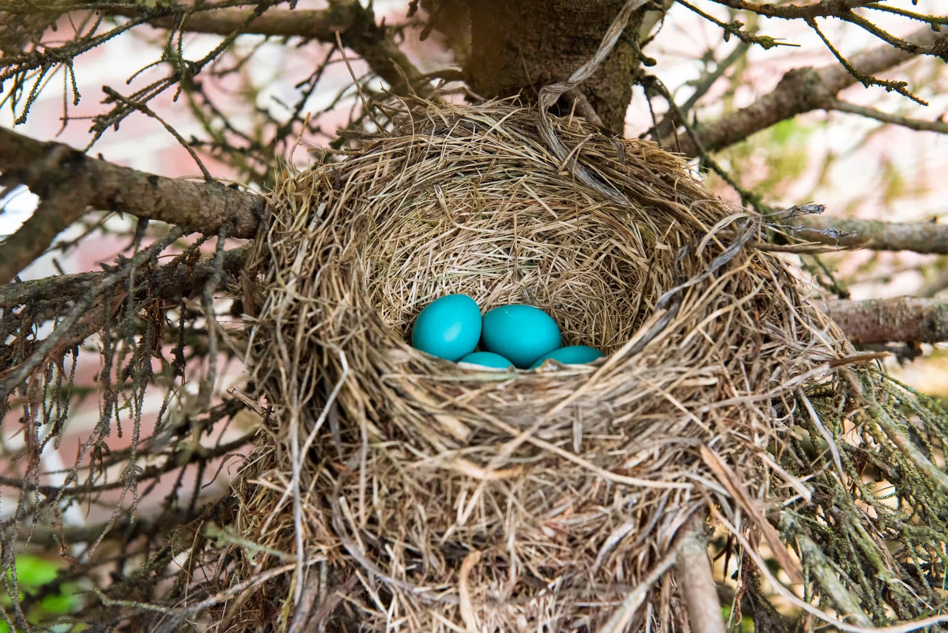 Why some hens lay blue eggs, the genetics behind the color