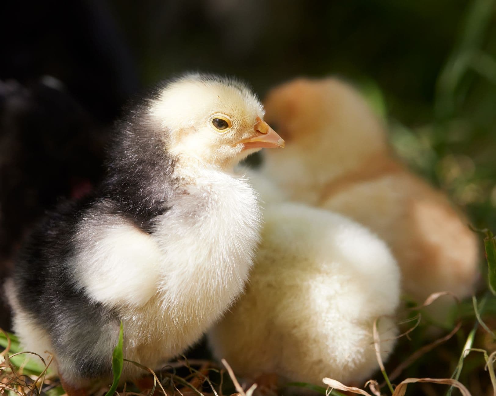 When can chicks go outside? Timing depends on feathering and weather