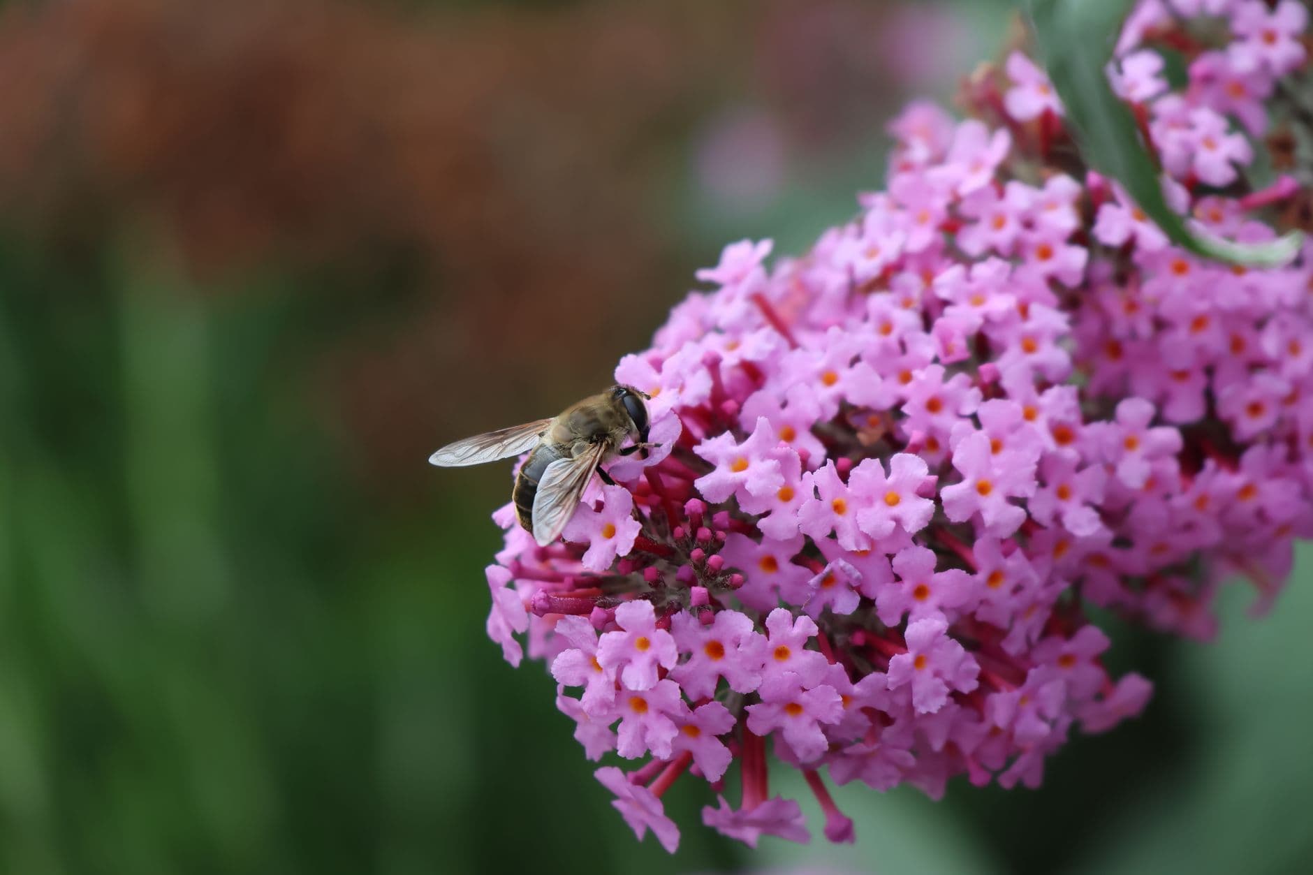 Mifflinburg garden tour highlights local push for pollinator habitat