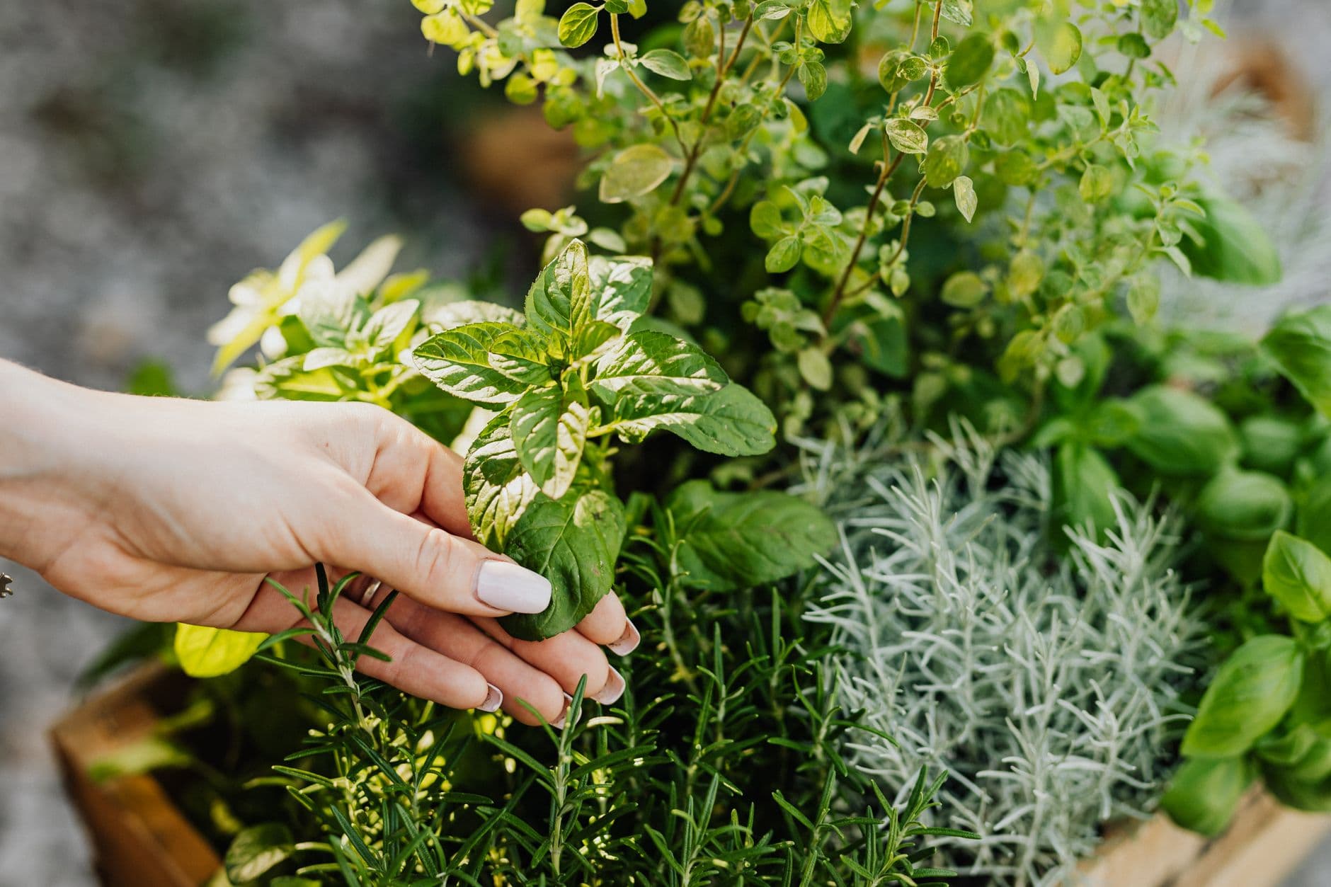 Orange County Herb Day returns August 4 to support Hill-Hold Museums
