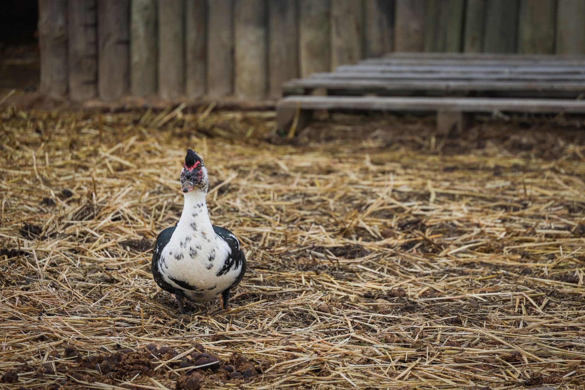 CDC links backyard poultry to 8 Salmonella outbreaks, 513 illnesses