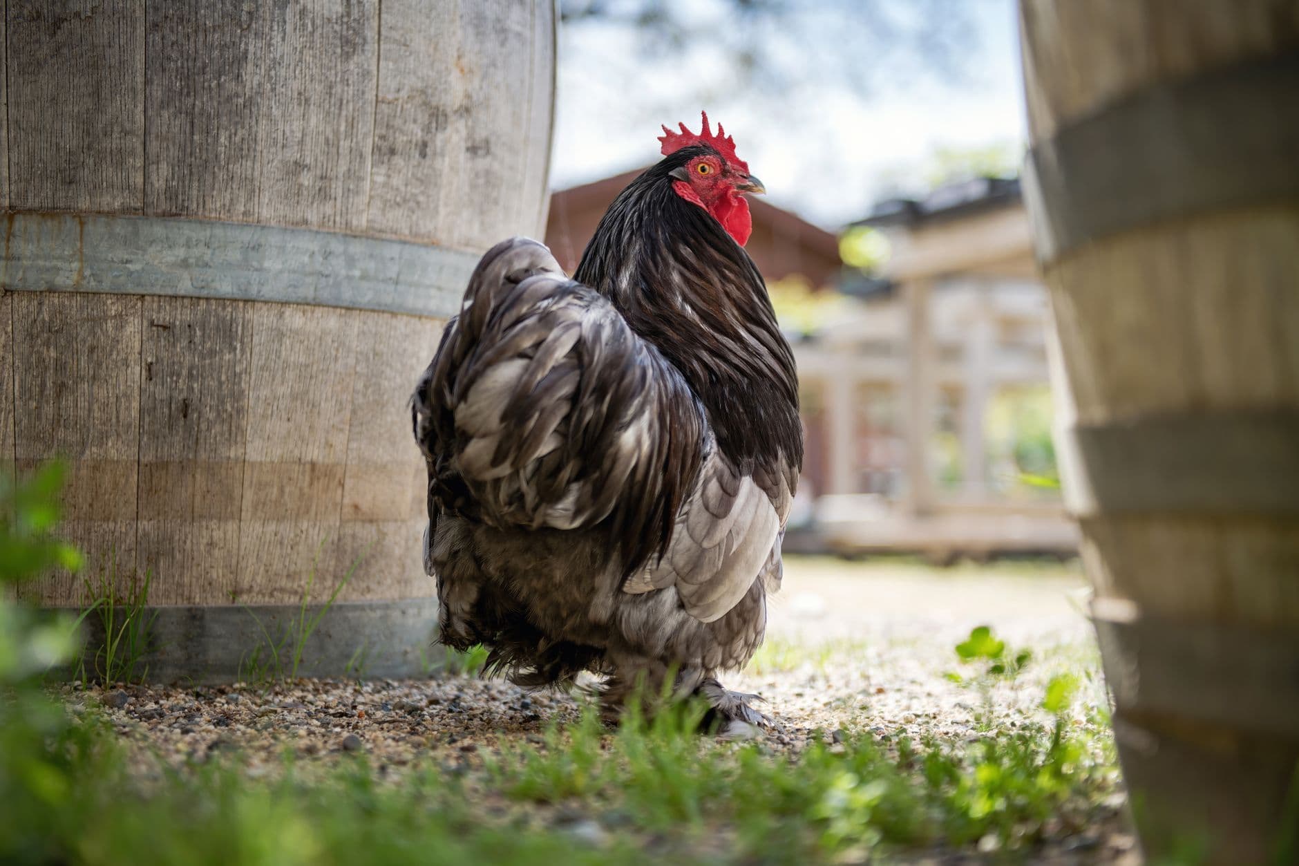Solana Beach weighs looser rules for backyard chickens and beehives