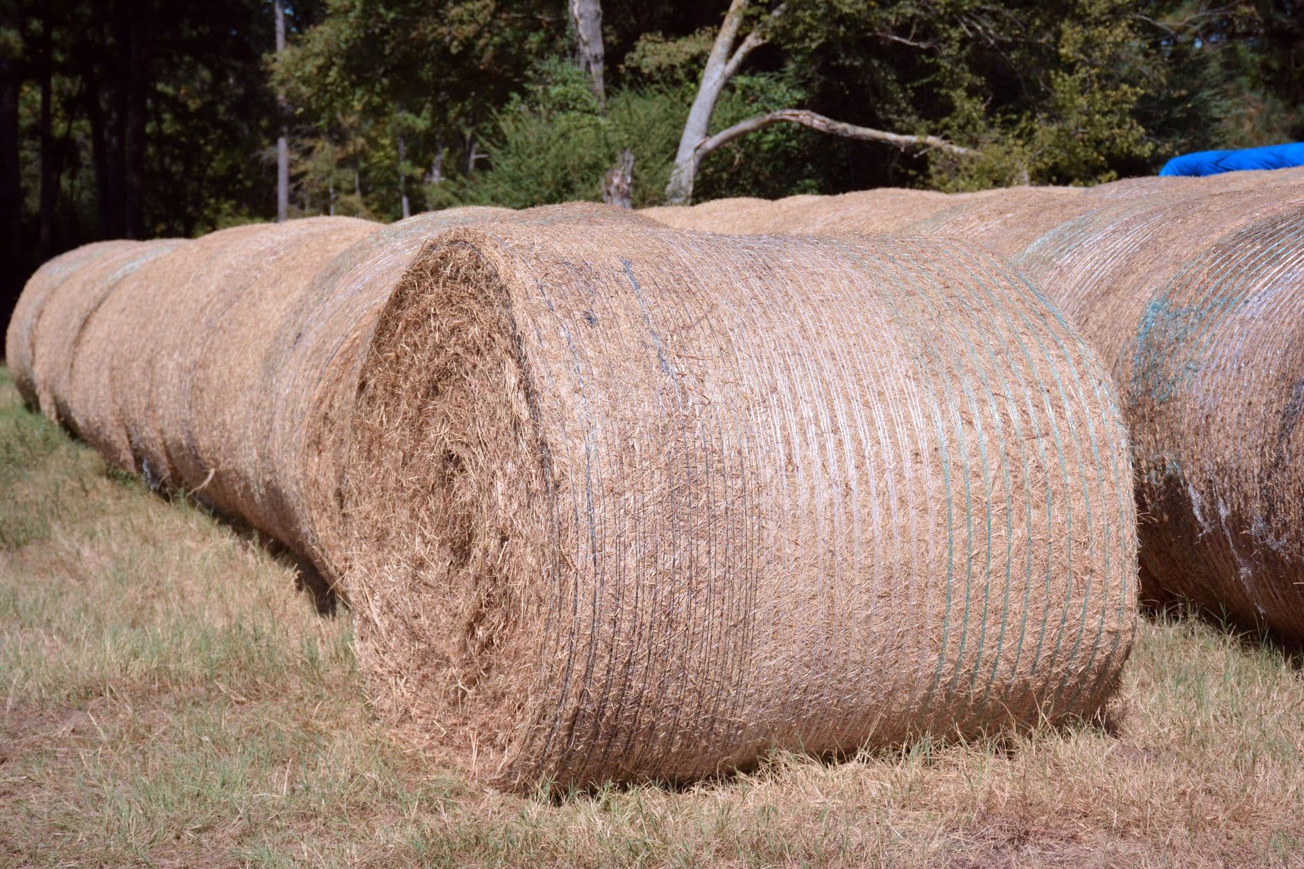 Edelen Farms carries South Texas family farming legacy forward
