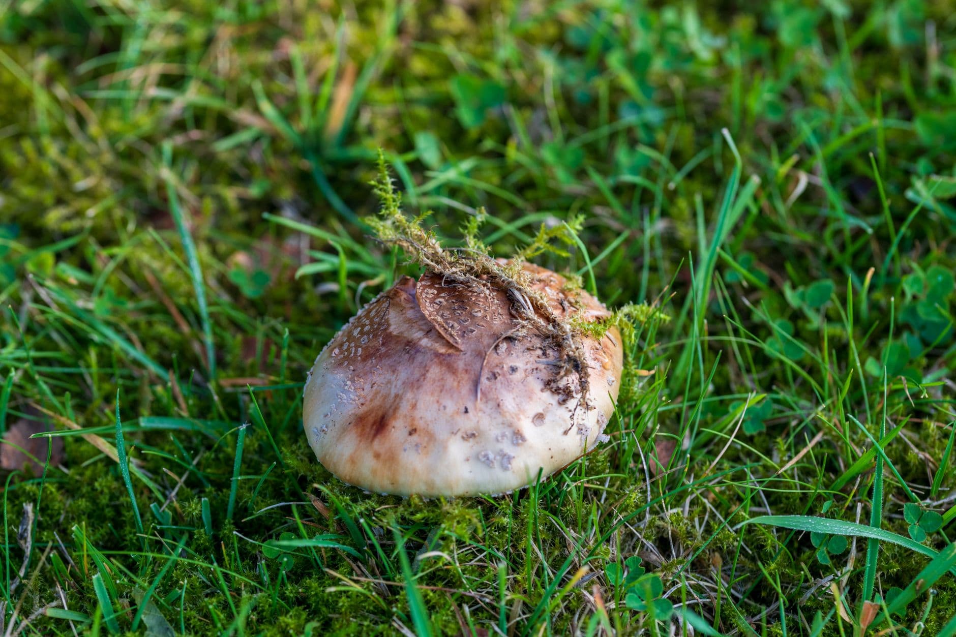 Marriott adds guided mushroom hunts to luxury Yunnan stay