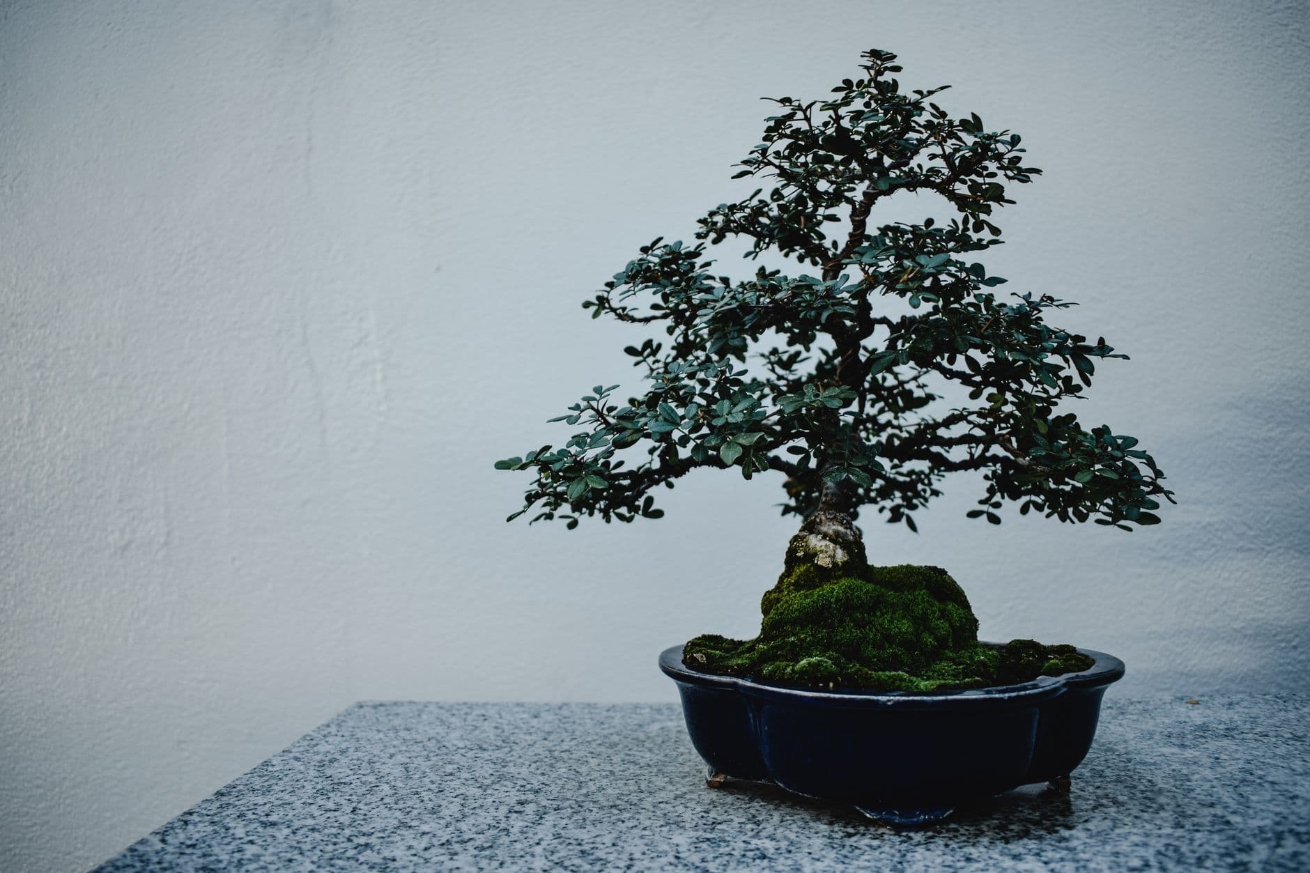 Canadian bonsai artist unveils miniature forest built over 50 years