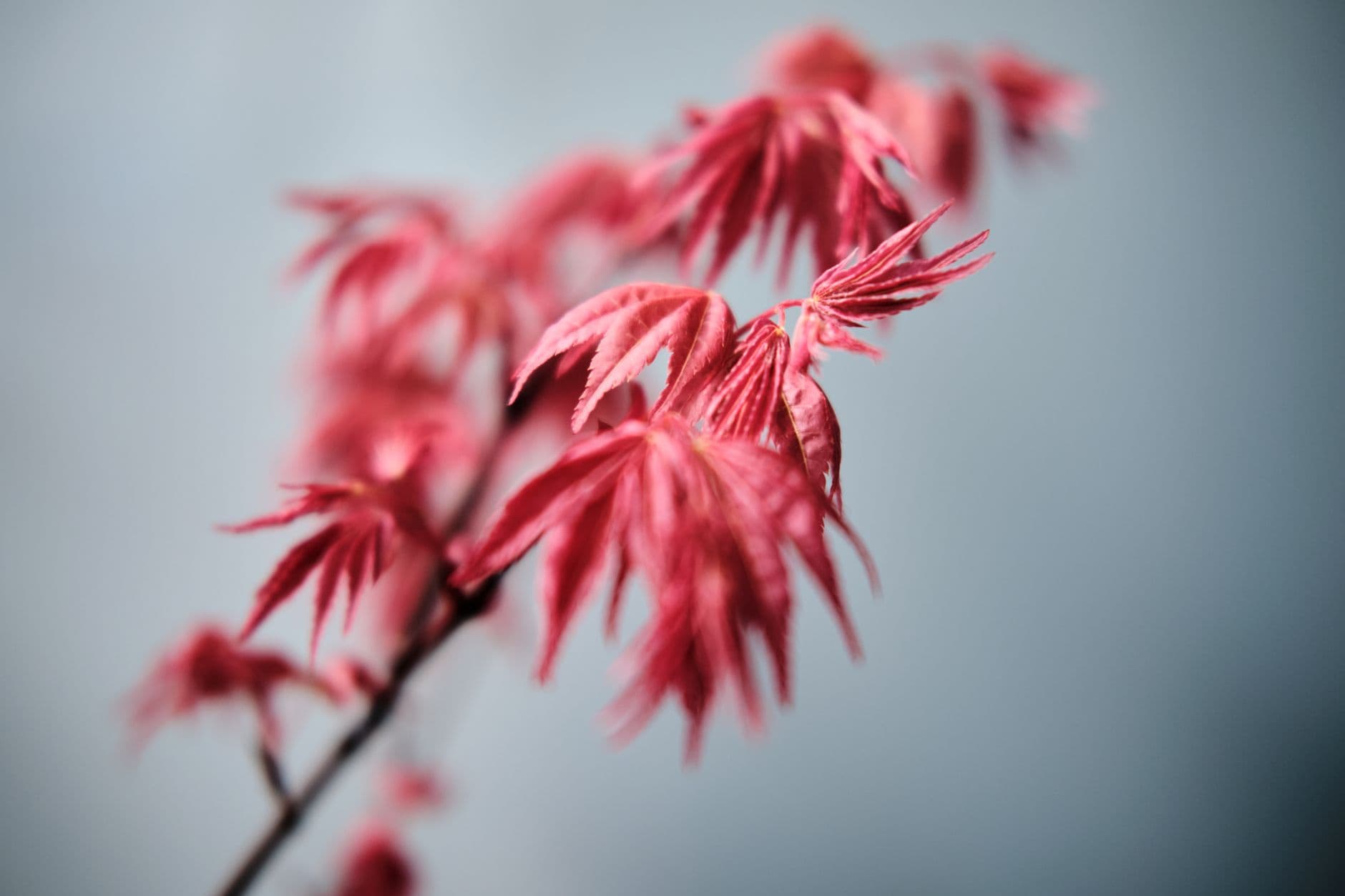Toronto Bonsai Society hosts live Mikawa maple demo with Corin Tomlinson