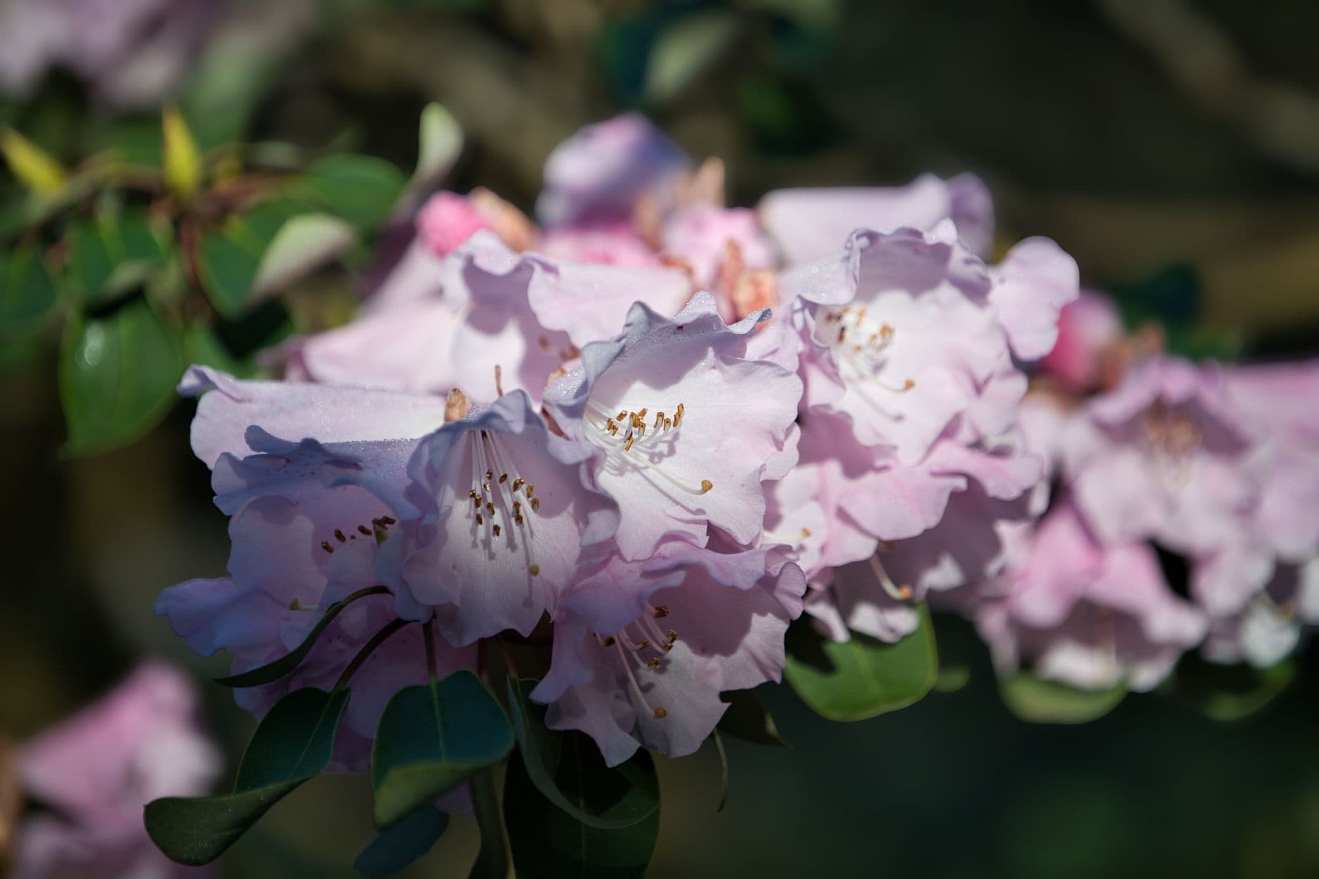 Meerkerk Gardens blends rhododendron design with woodland trails