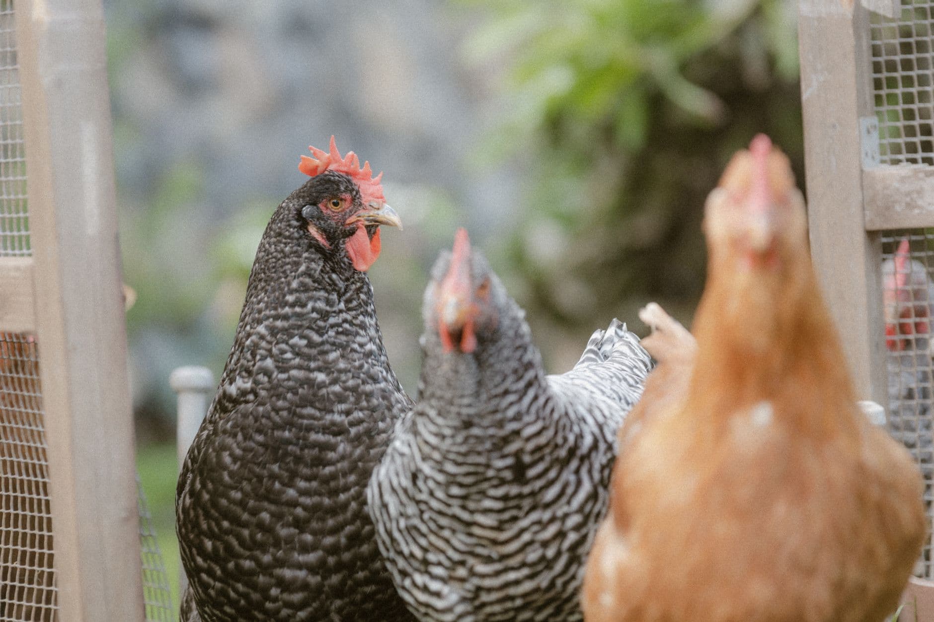 NC State guide helps North Carolina homeowners keep backyard chickens
