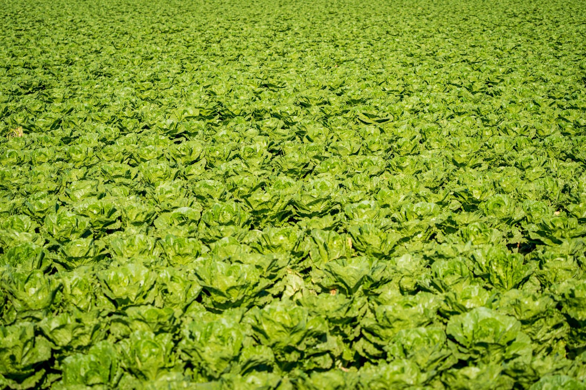 FDA links Taylor Farms lettuce to growing Cyclospora outbreak