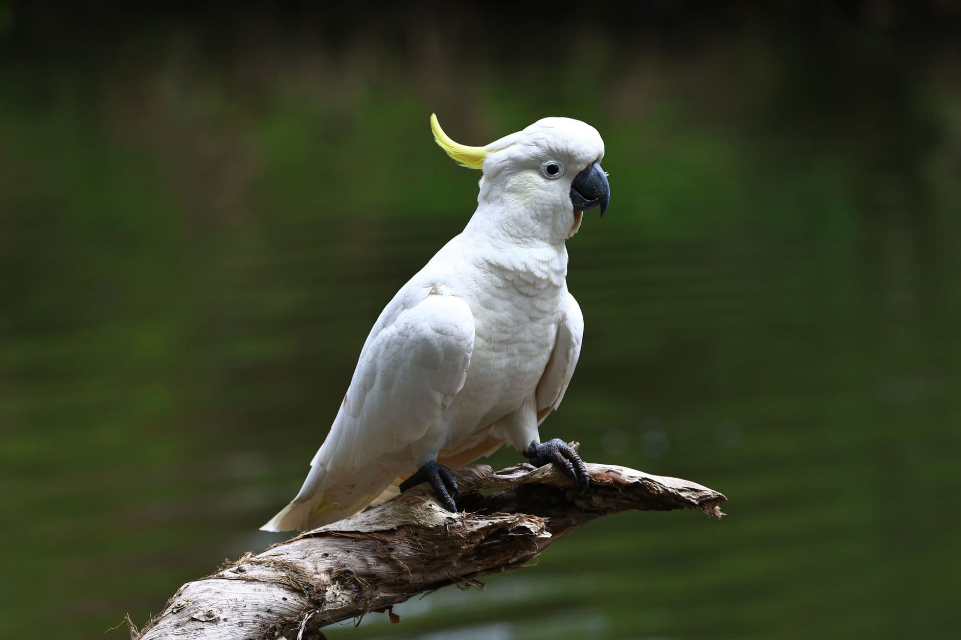 International parrots convention in Queensland focuses on fear-free care