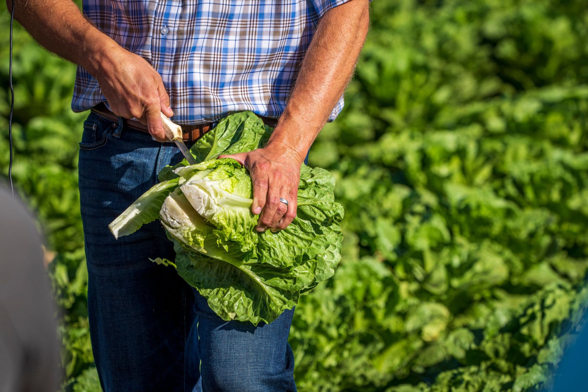 Taylor Farms lettuce linked to nationwide cyclosporiasis outbreak at Walmart supplier