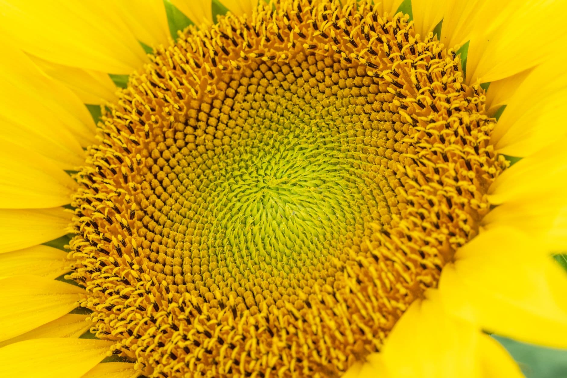 Happy Home Collective previews sunflower granny square pattern in multiple colors
