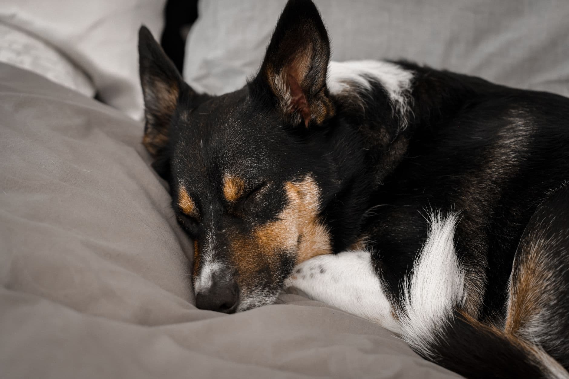 Study links hyperactive dogs to poorer sleep efficiency