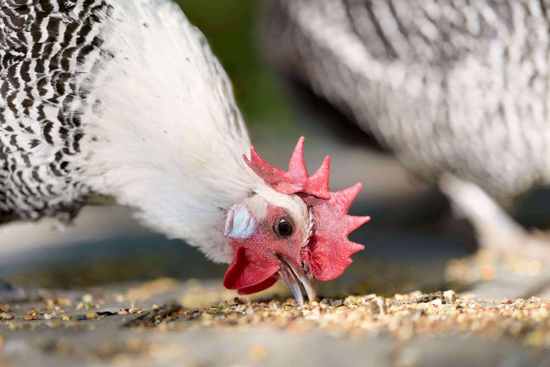 Backyard chickens need grit and oyster shell for different jobs