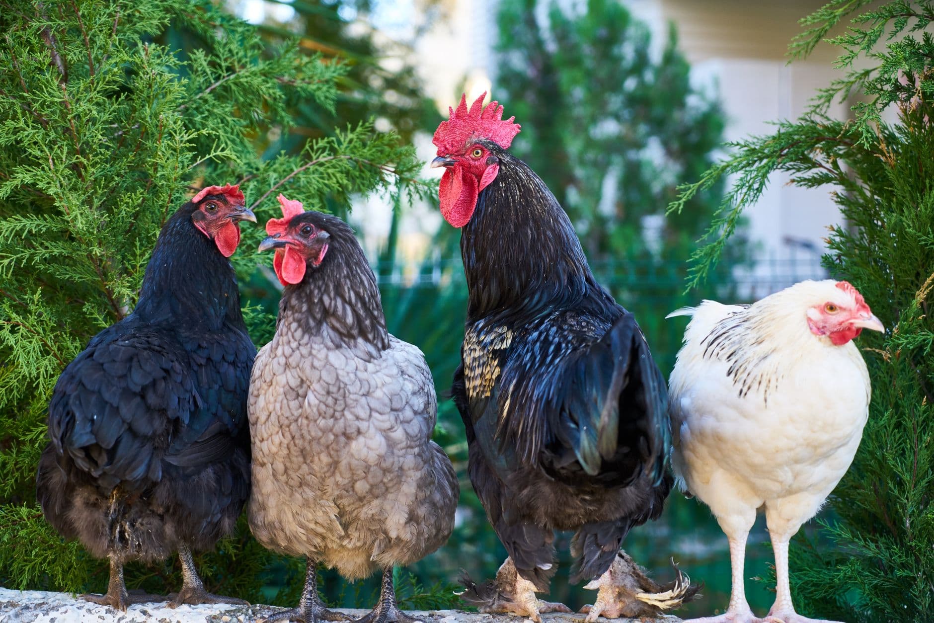 Florence requires licenses for backyard chickens under city rules