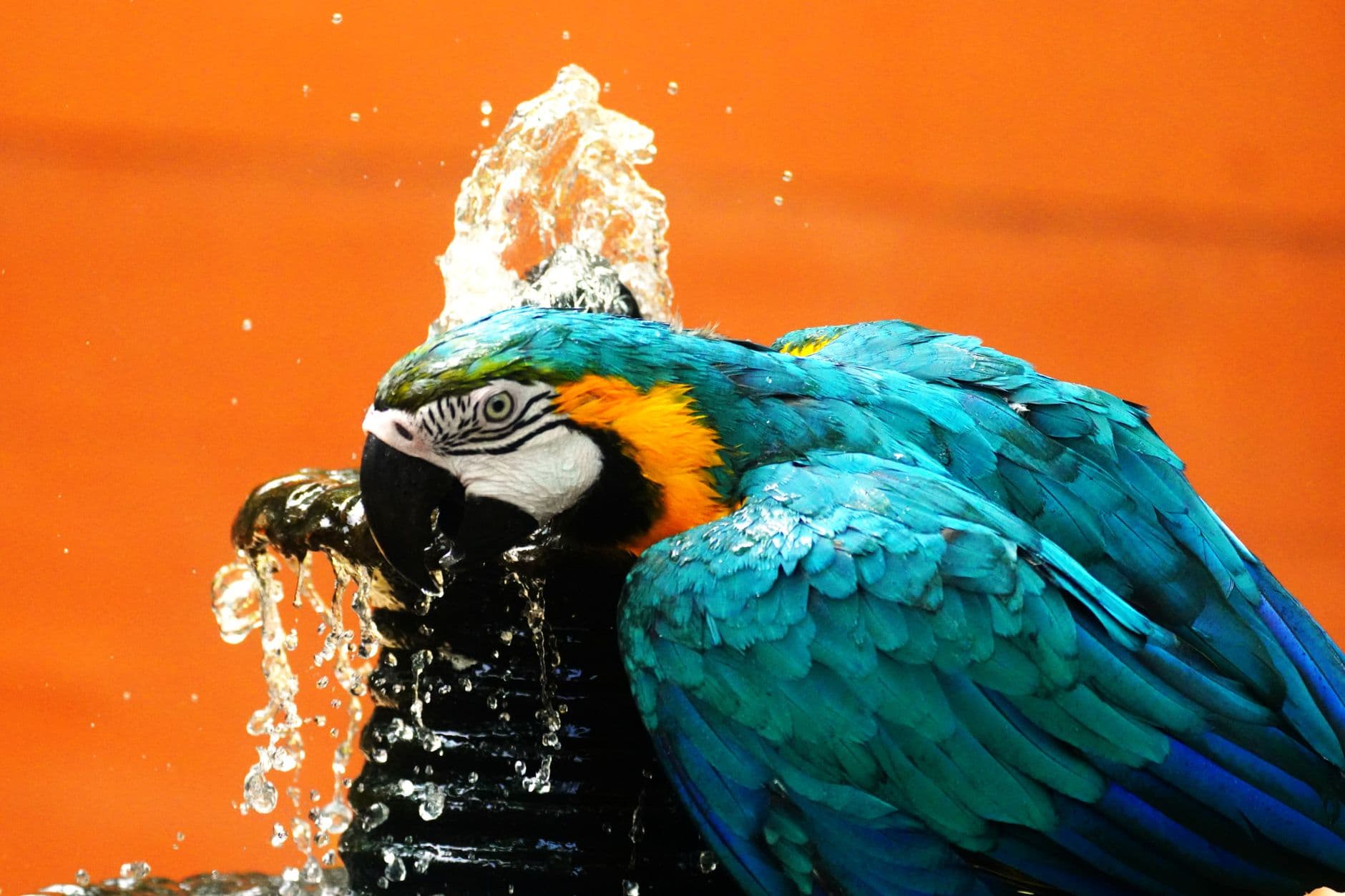 Summer heat can quickly endanger parrots, vet warns owners