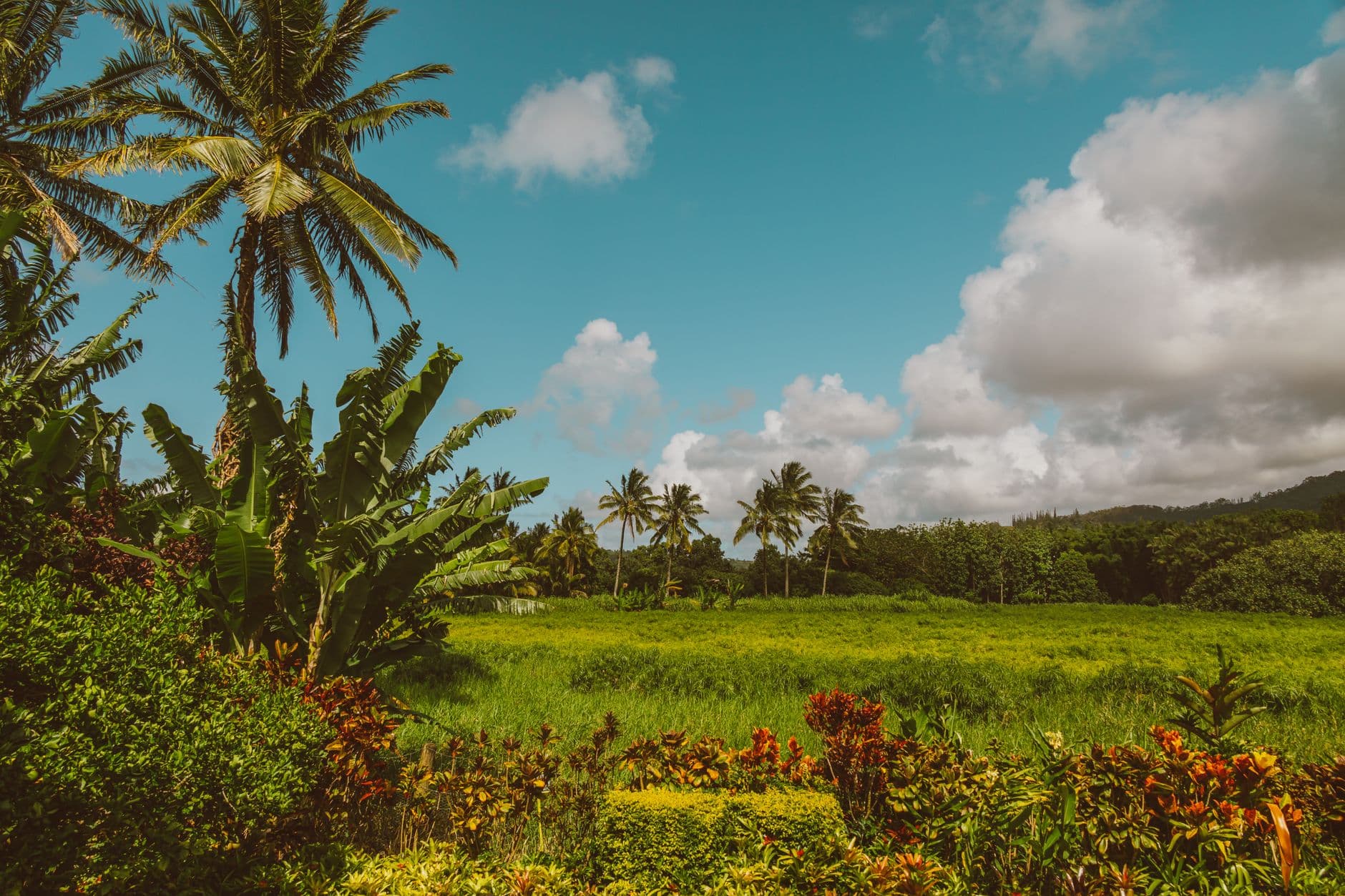 NTBG’s Lāwai Gardens offer tours, history and shuttle access
