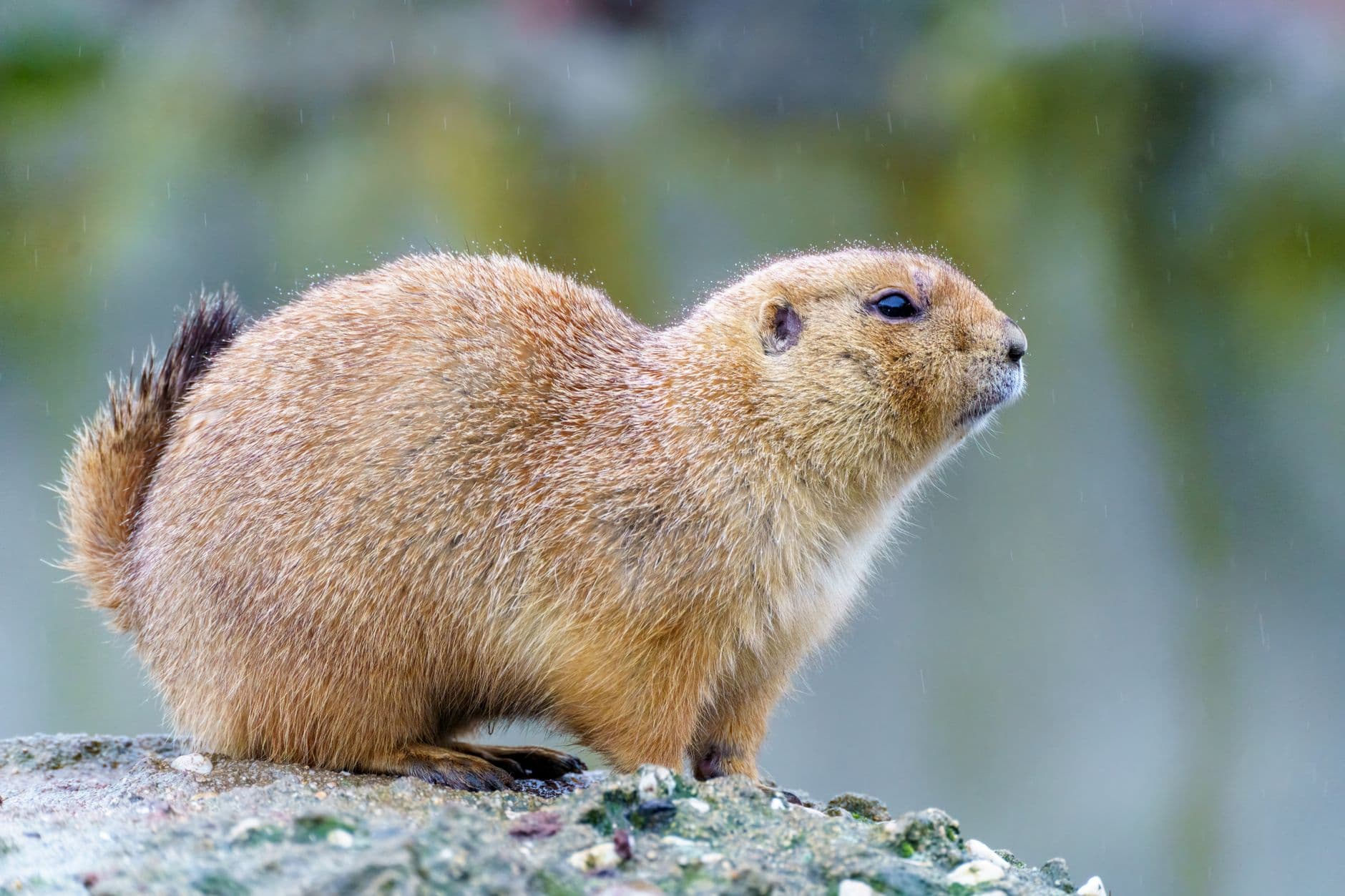 Santa Fe County rodent tests positive for plague, health alert issued