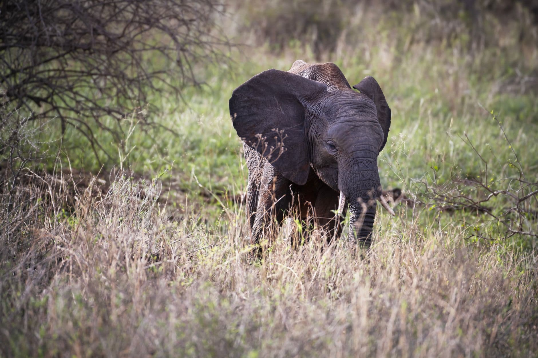 Kenya investigates elephant deaths in Amboseli after suspected poisoning