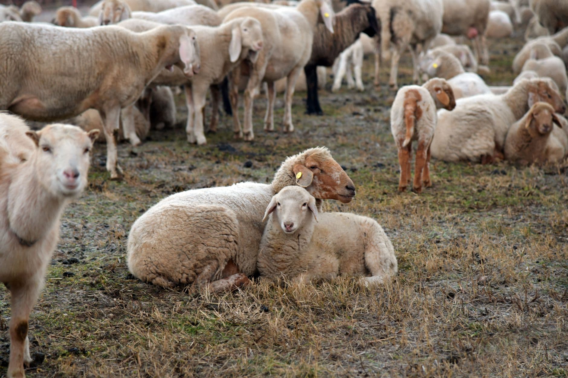 Holmes SWCD helps livestock producers tailor grazing plans to their farms