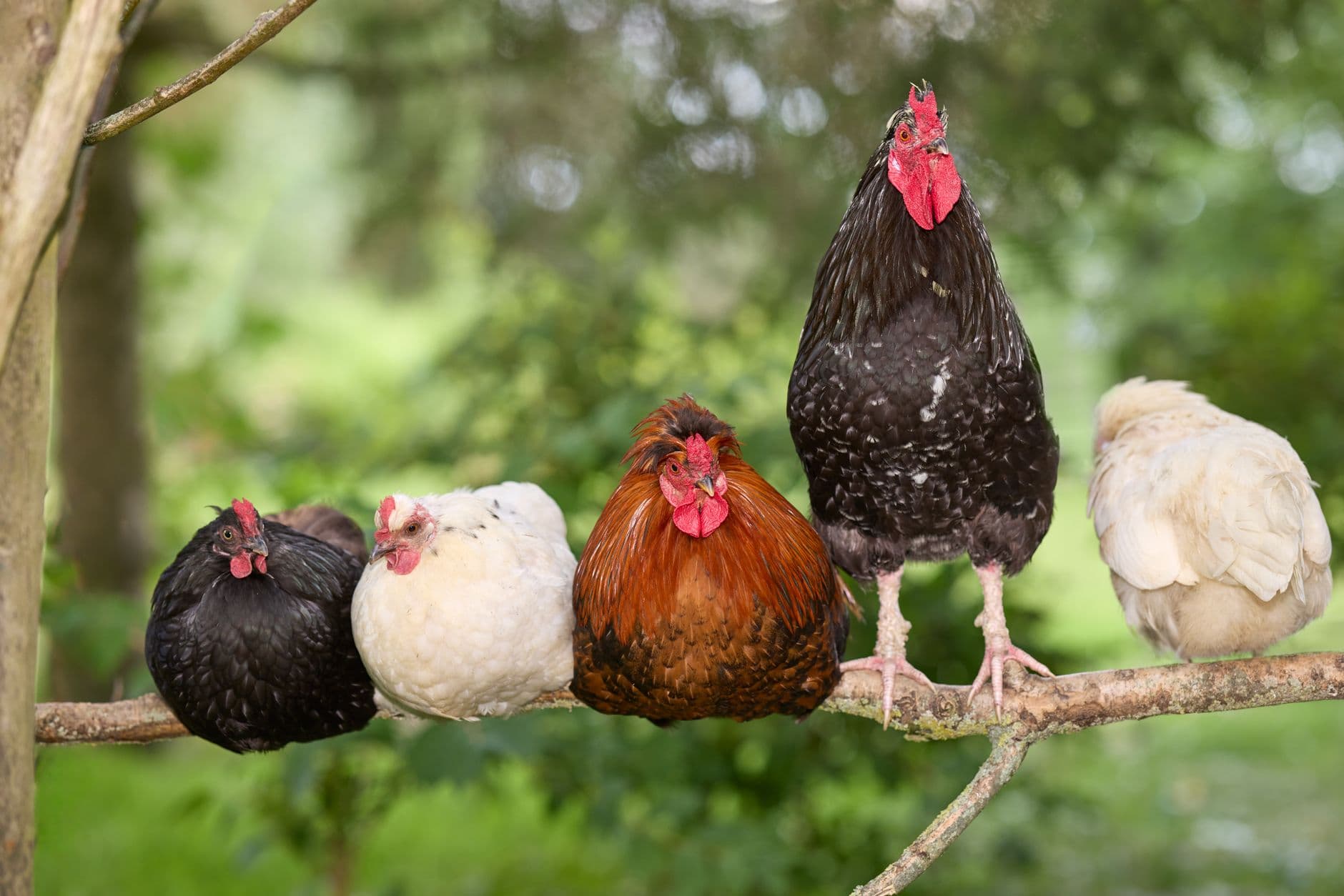Burlington reconsiders backyard chicken rules inside city limits